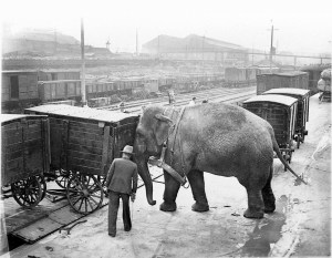 a large elephant standing next to a building