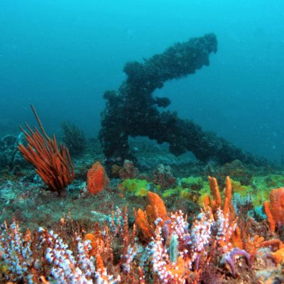 underwater view of a coral