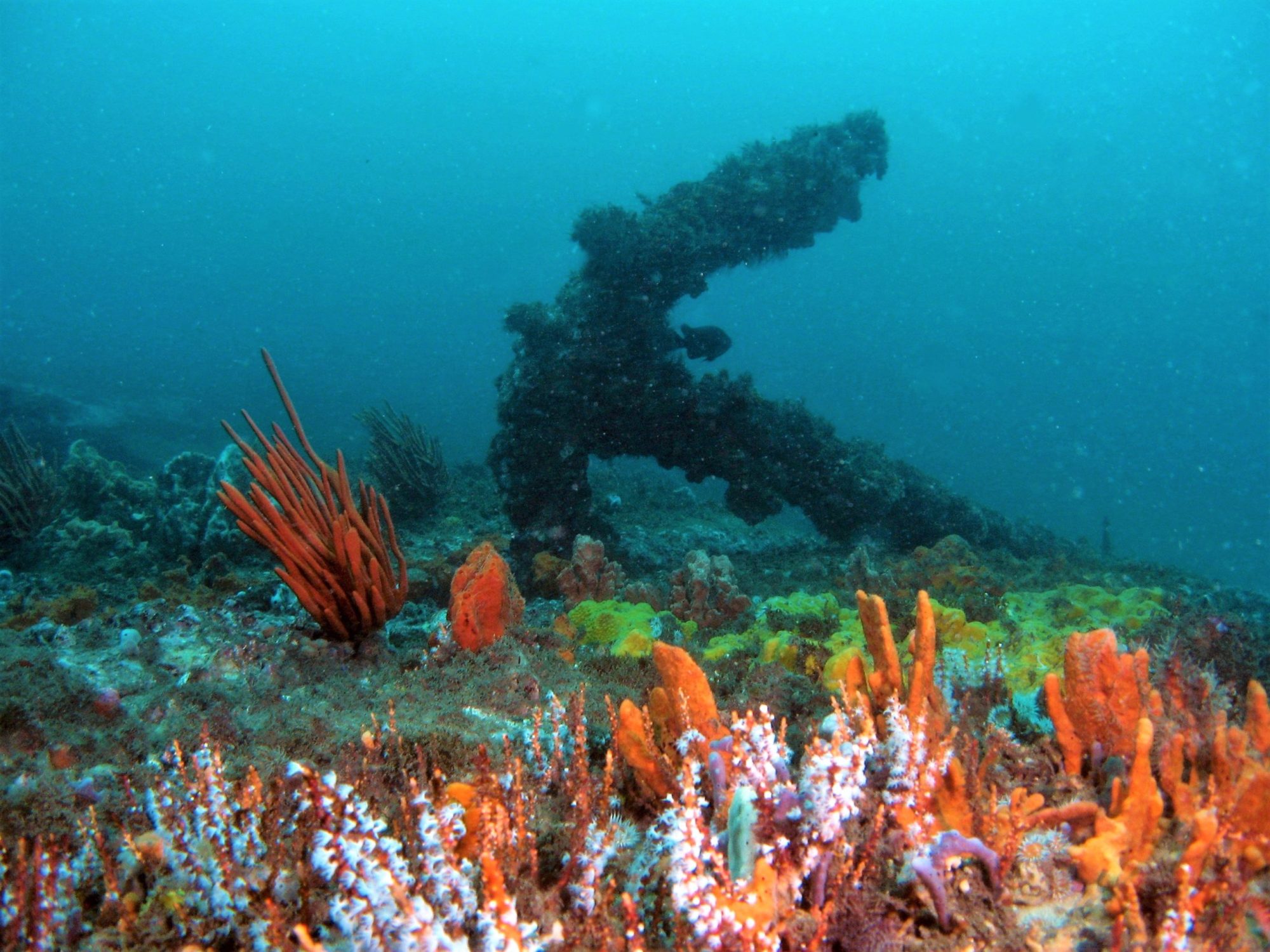 EdwardLombeAnchors_Nutley2006-8 underwater view of a coral