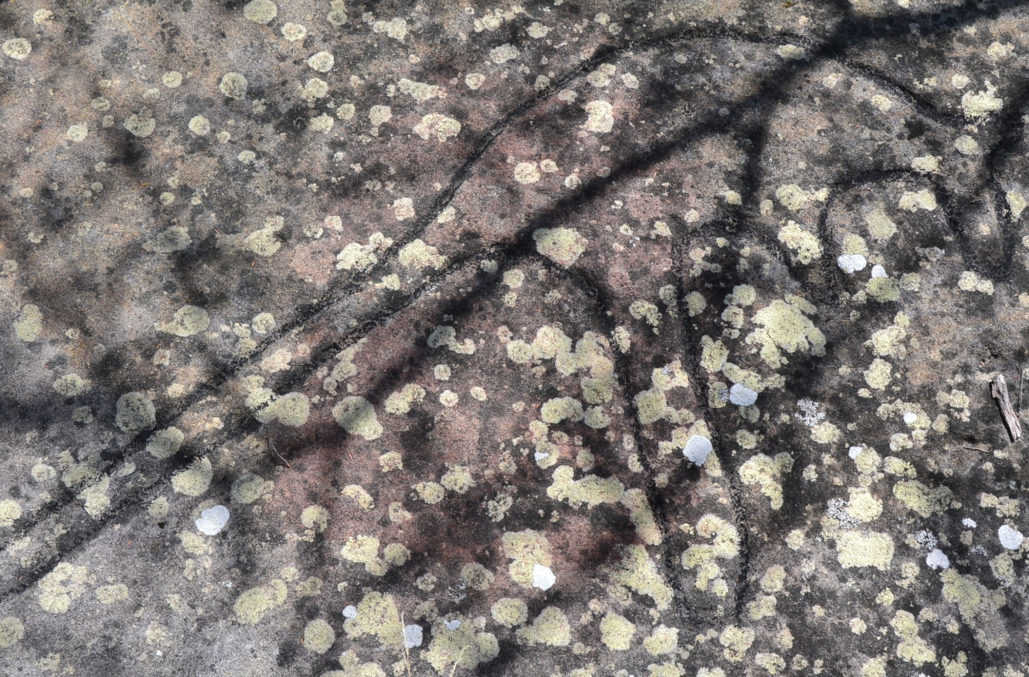 (1)Glades_Bay_Park_rock_carving-2 a close up of a flower