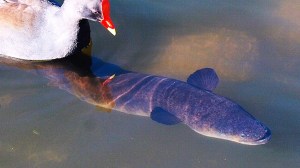a fish swimming under water