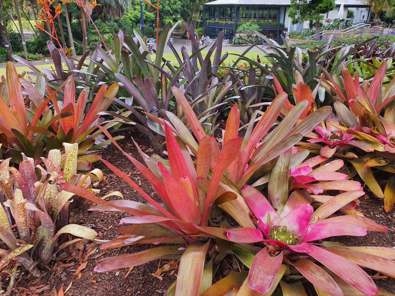 a pink flower on a plant