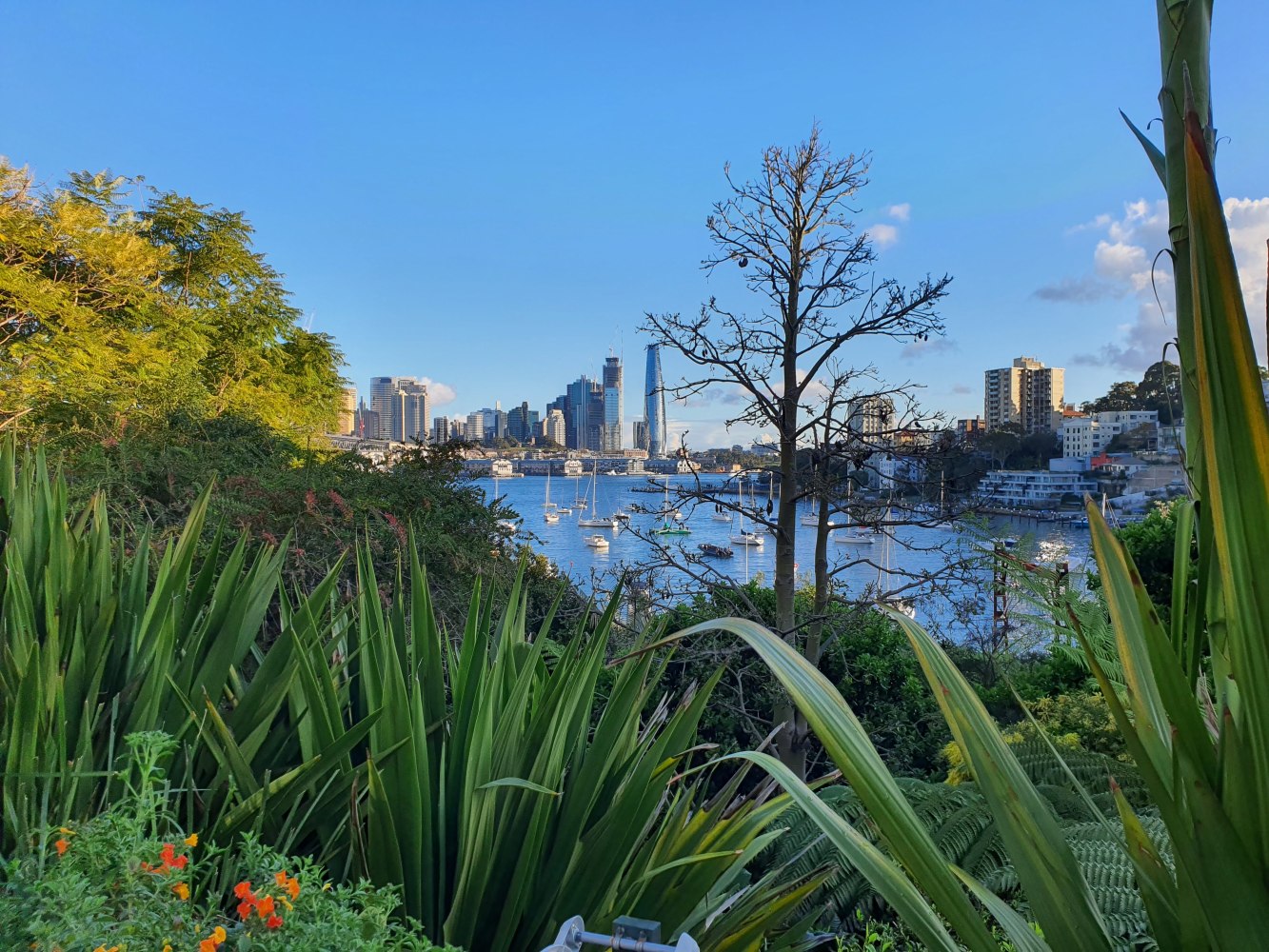 Wendys garden Lokking to Barangaroo